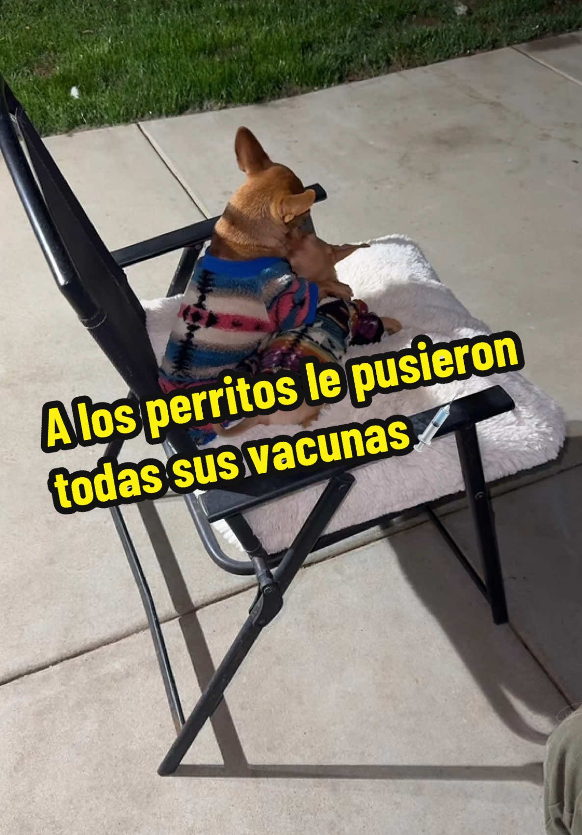 Porbrecitos perritos les sacaron sangre😭😭😭😭😭 creo que nos dolio mas a nosotros que a ellos🥹 #fypシ゚viral #lavidademama #family #♥️♥️♥️ #momdog #MomsofTikTok #perritos #viral #pets #viralvideo #dogsoftiktokviral #dogs #views #PetsOfTikTok #dogsoftiktokviral #fyp #family @Dulce Lopez @juan9594 