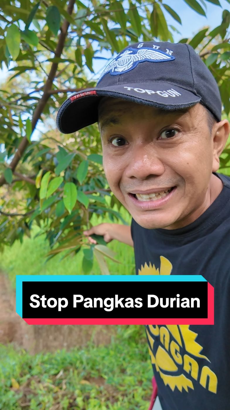 Stop Pangkas Durian ?. #Delongan #Durian #duriantraveler #durianlover #durianranahminang #Musangking #tipsdelongan  #durianman #durianpadang #durianmalaysia #malaysia #raub #penang #durianindonesia #indonesia #berkebun #longervidios