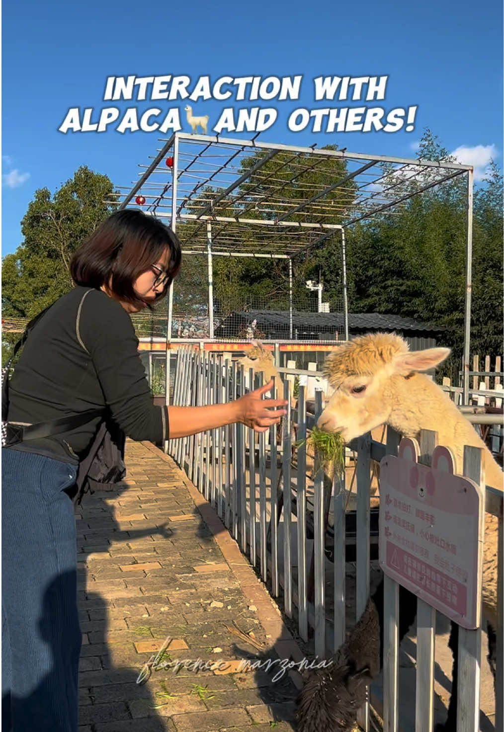 Finally got to see the Alpaca in person, iwas na iwas pang kami baka mandura haha! #florenceinchina #florencemarzonia #parkinchina #CapCut 