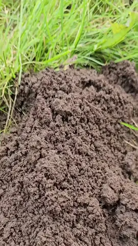 Would you like a pet like this?