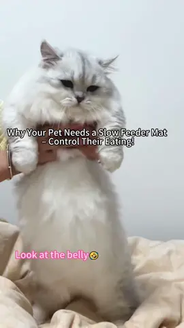 Lets pay attention to ypur pets eating habits💕💯💡🐱🐶#giftideas #petsupplies #christmas #winterishere #wintervibes #animal #cat #dog 