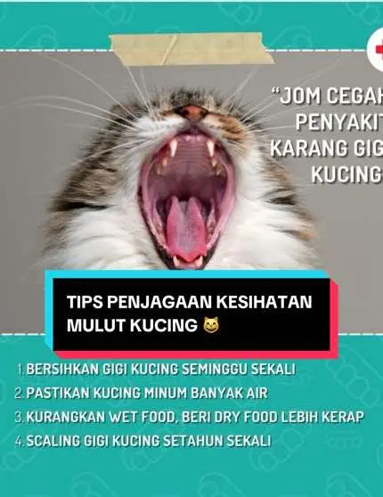 Pet owners perlu tahu dan fahami tentang kepentingan kesihatan gigi & mulut kucing untuk mengelakkan masalah penyakit oral. Berikut adalah tips dan cara penjagaan untuk menghindari masalah karang gigi kucing 🐱💡 Bawa kucing anda untuk dental checkup sekurang-kurangnya sekali setiap tahun untuk memastikan kesihatan mulut terjaga 👍🏻  #vetklinik #klinikhaiwanjitra #pet #furmilyanimalmedicalcentre #educate #veterinary #kucing #oralhygiene #feline