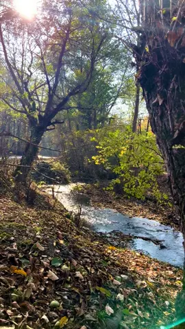 Qəbələdə payız  #Qəbələ #meşə #payız #təbiət #nature  #autumn #autumnvibes #kesfet #forest 