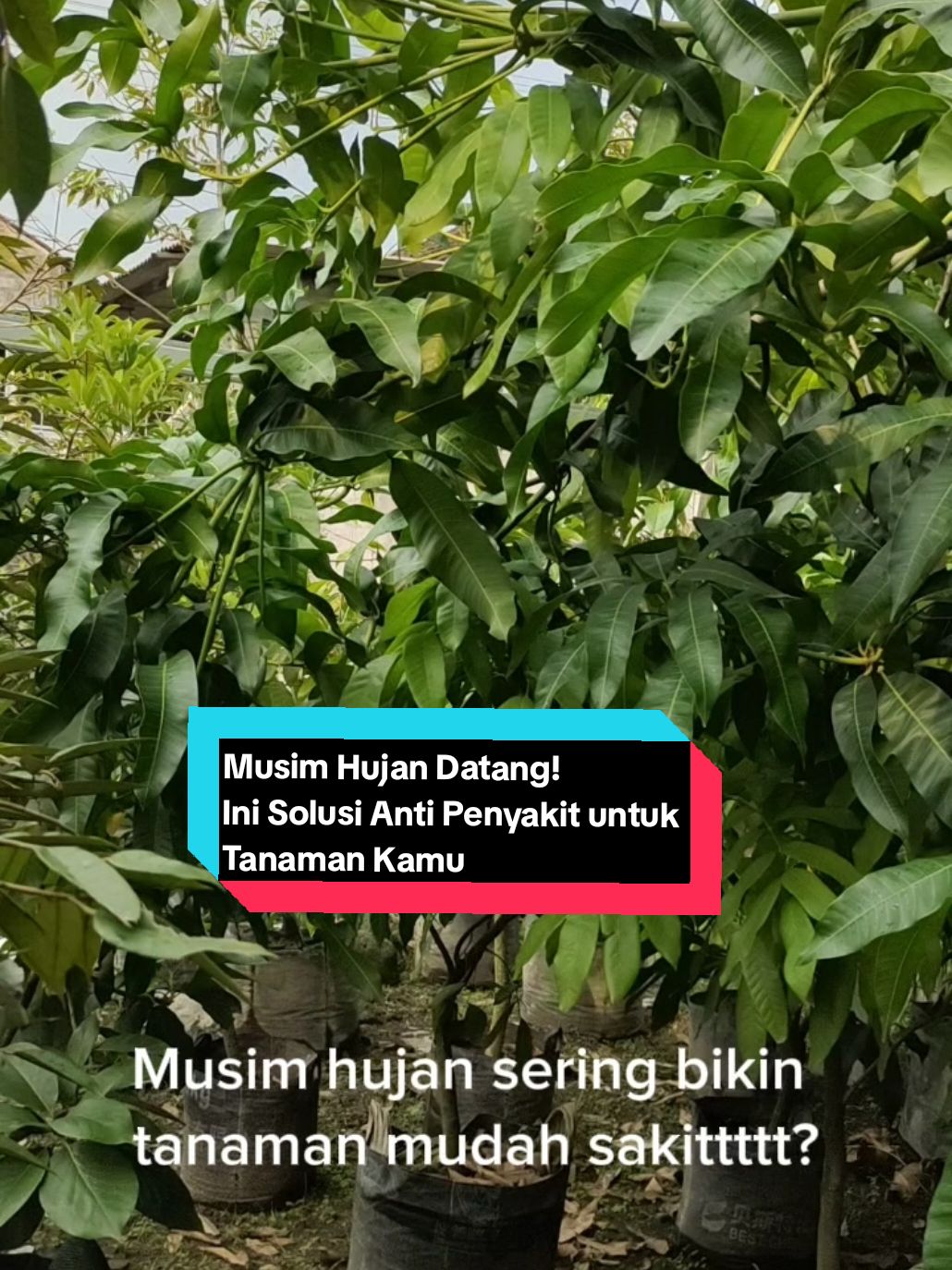 Musim Hujan, No Problem!