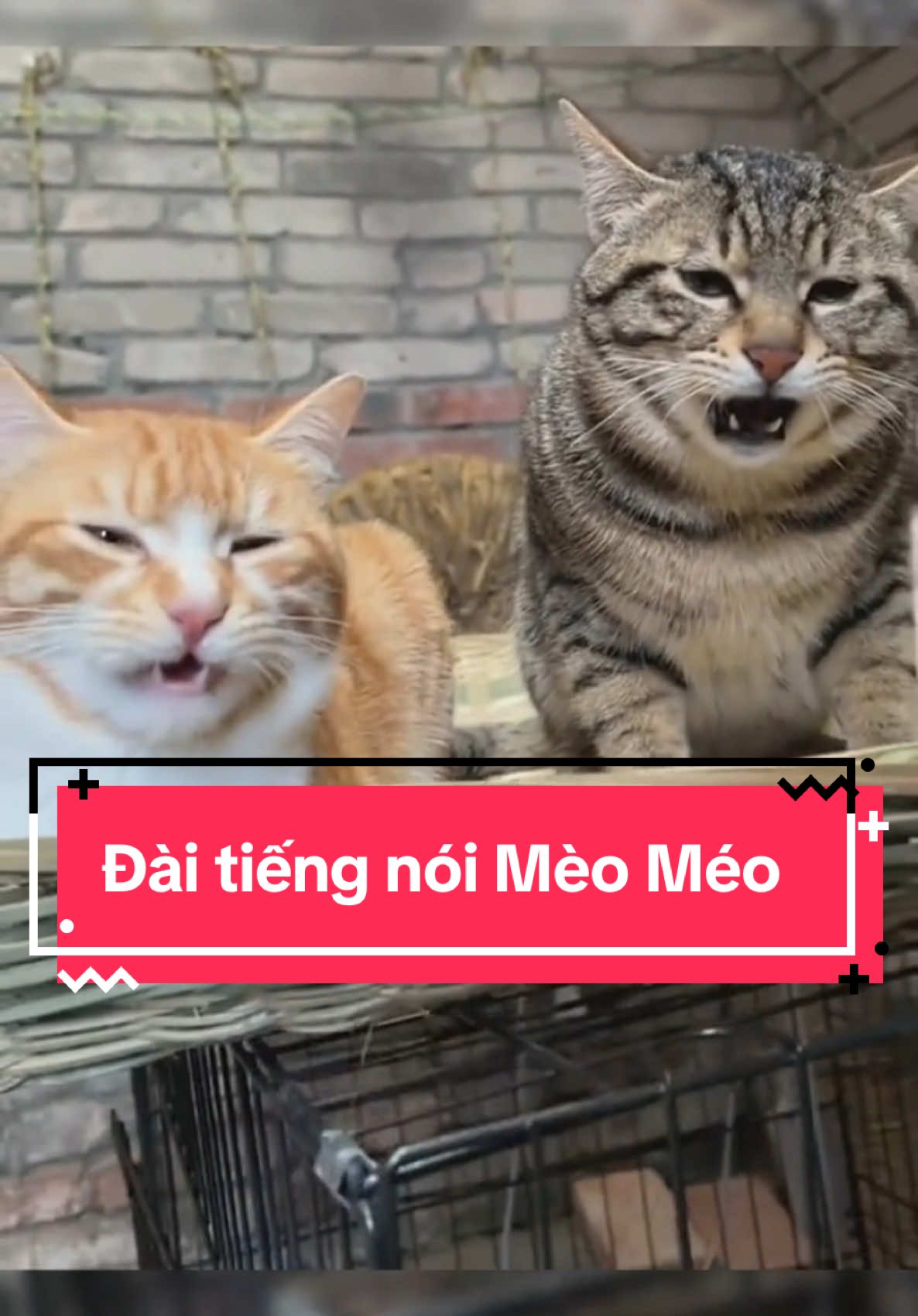 Tại sao Mèo lại sợ tắm? Tìm hiểu thêm cùng chúng mình nha #mèo #mefdiaovietnam #petcoglobal 