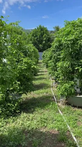 Jamaica tower farm update: This vertical farm with 100 aeroponic towers has grown into a forest of Scotch Bonnet peppers! @jamaicatowerfarms  #jamaica #farming #agriculture #gardening #hydroponics #verticalfarming #aeroponics #peppers