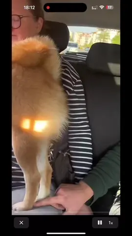 #dog #dogsoftiktok #dogs 