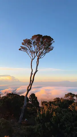 sunset dan lautan awan gunung latimojong yang sangat menawan, jujur saya belum move on sama tempat ini, dibalik perjalanan yang sangat melelahkan ternyata tuhan menghadiahkan pemandangan ini🥹, dan buat kalian yang bercita-cita menginjakkan kaki di atap tertinggi sulawesi ini, saya do'akan semoga cepat terwujud yah😇 #latimojong #latimojong3478mdpl #pendakigunung #gunungindonesia 