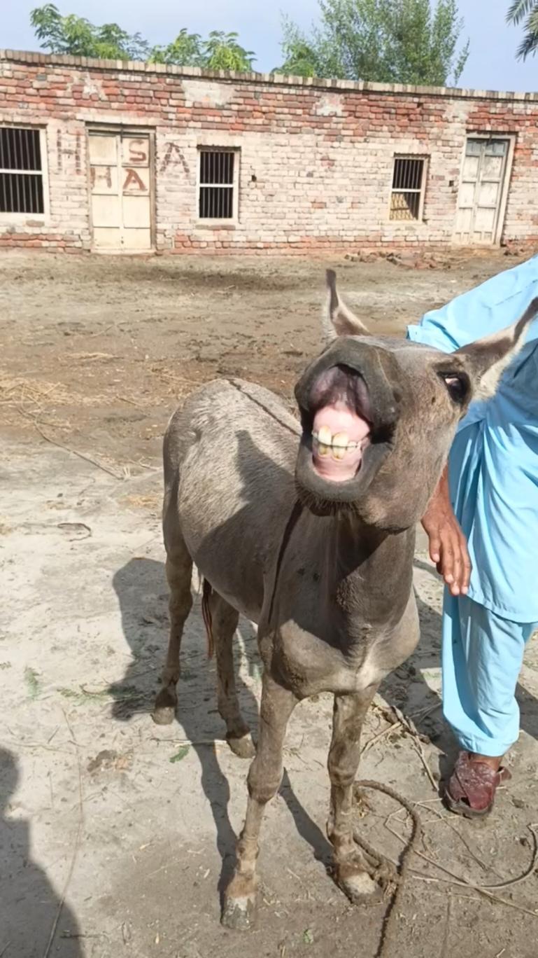 Amazing funny Donkey smile and playing with the boy #tiktok #foryoupage #viraltiktok #please #unfrezzmyaccount #viralmyvideo #video #viral #foryou #onemillion #new #video #funny #videoviral #unfrezzmyaccount #viralvideo 