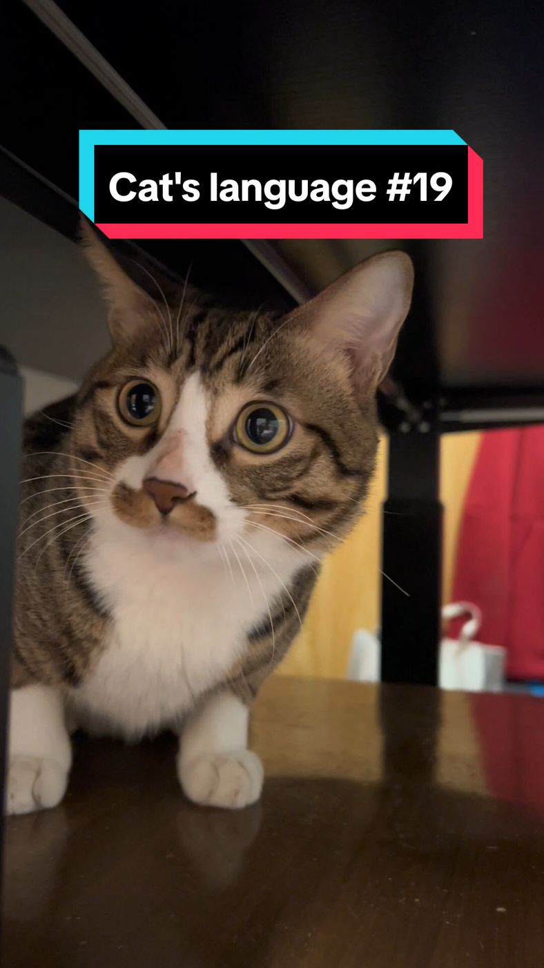 #CapCut play this sounds,your cat will come to you🥰#catsounds #catsoftiktok #cats #meow 