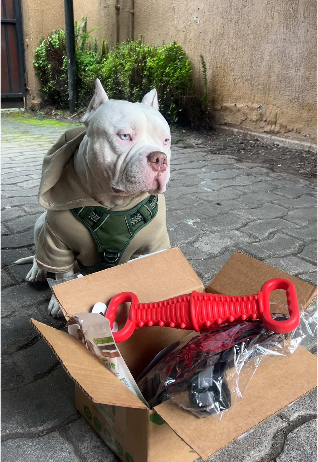 Unboxing de una cajita que me enviaron desde santiago 🐾🐾✅ . . . . . #fypシ #bully #concepcionchile #concepcionchile💕🇨🇱 #perritostiktoker #americanbully_oficial #viral #viraltiktok 