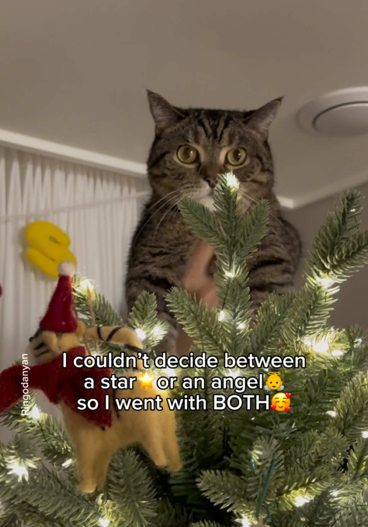 If you're having trouble choosing a Christmas tree topper, take a look at this!🎄🌟 #cute #cat #catsoftiktok 