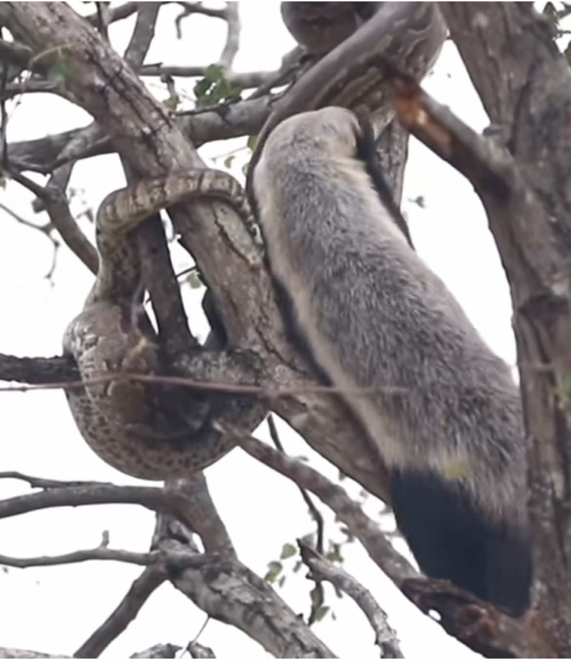 Honey Badger hunts Python on a tree 😳