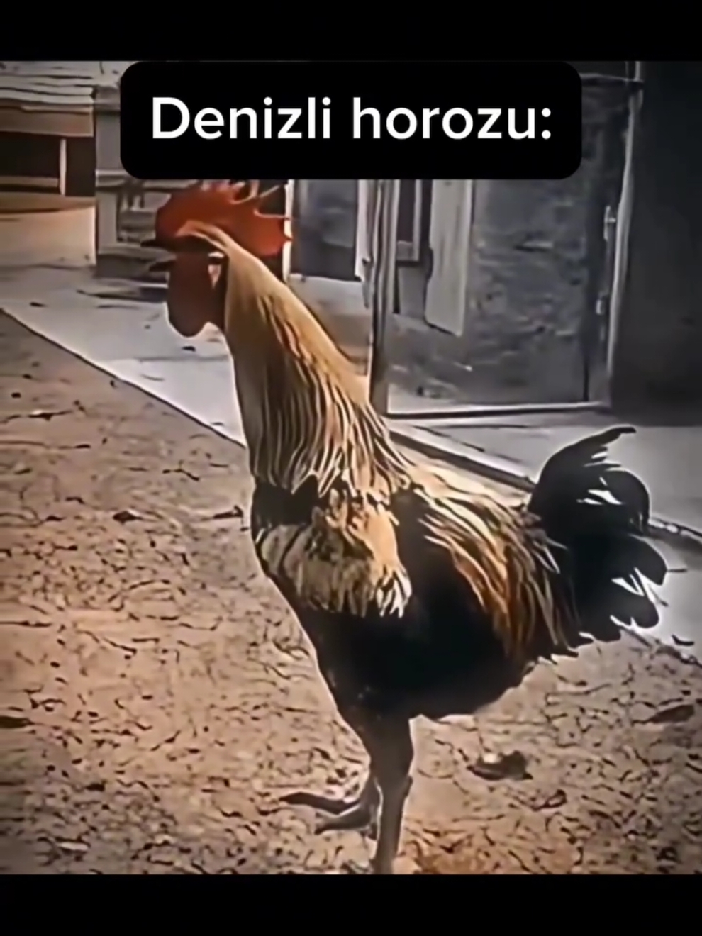 Denizli Horozu ☠️  #keşfet #fypシ゚ #viral #keşfetteyizzz #keşfetbeniöneçıkar #horoz #horozlar #denizlihorozu #edit #editing #editvideo #editviral 