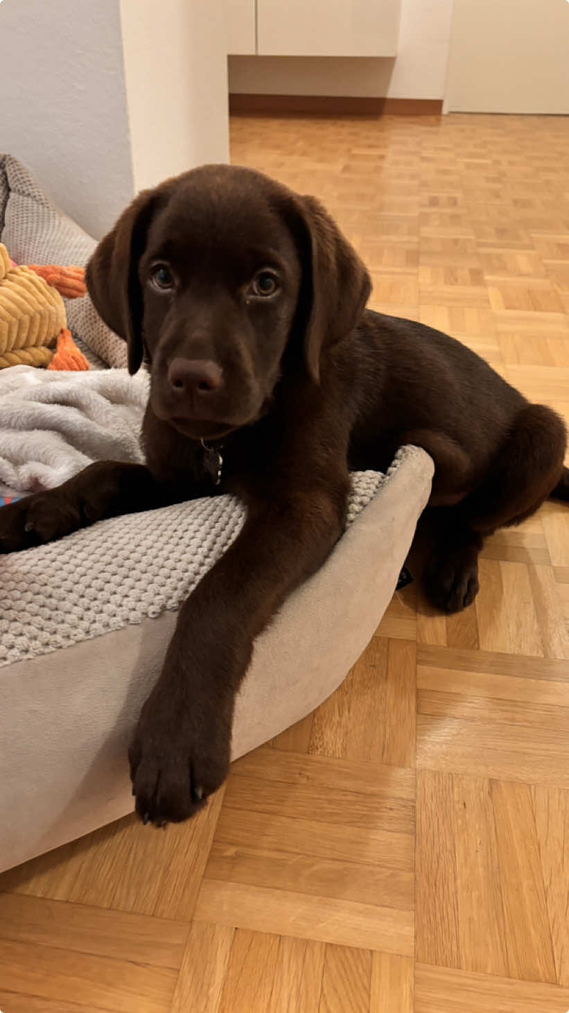 #puppy #labradorretriever #labsoftiktok #chocolatelab #labrador #puppies #puppylove #puppytiktok #puppydog #puppylife #dog #dogsoftiktok #dogs #foryou #fyp #fy #smoki 