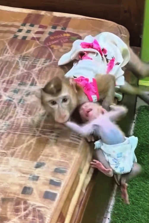 The poor baby monkey #monkey #monkeys #monkeydluffy #babymonkey #cute #cutemonkey #wildlife #usa #monkeyface #wildanimals #animals #pet #foryou #cuteanimals #monkeybaby #monkeylover #poor #babyanimals #babyanimals 