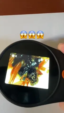 What should i look at next with this digital microscope?#digitalmicroscope #microscope #ladybug #tiktokshopblackfriday #tiktokshopcybermonday #giftideas 