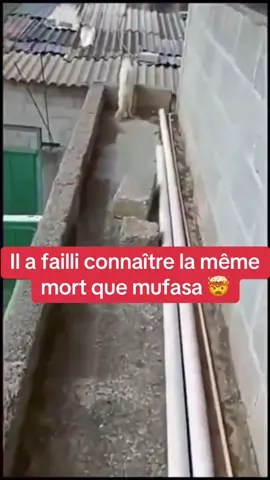 Il à failli connaitre la meme mort que mufasa 🤯🤯 Abonné vous ‼️#roilion#mufasa 