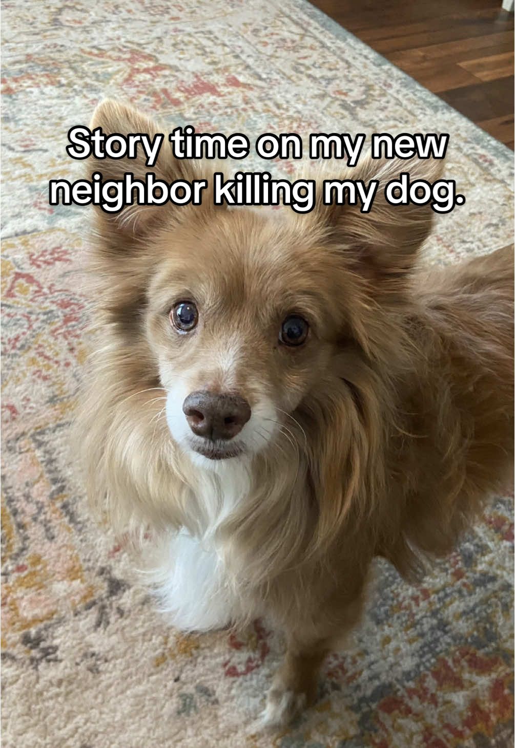 I need help on what to do. #storytime #storytelling #story #adultchildren #dogsoftiktok #needhelp #whatwouldyoudo #neighbors #neighborfromhell 