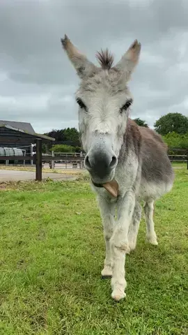 Our lovable Claremorris has taken up a new and entertaining habit of letting his tongue hang out, waving freely in the breeze! 👅🤣 This quirky behaviour has been entertaining not only his grooms but our visitors too. #TongueOutTuesday #Funny #Donkeys #FunnyAnimals