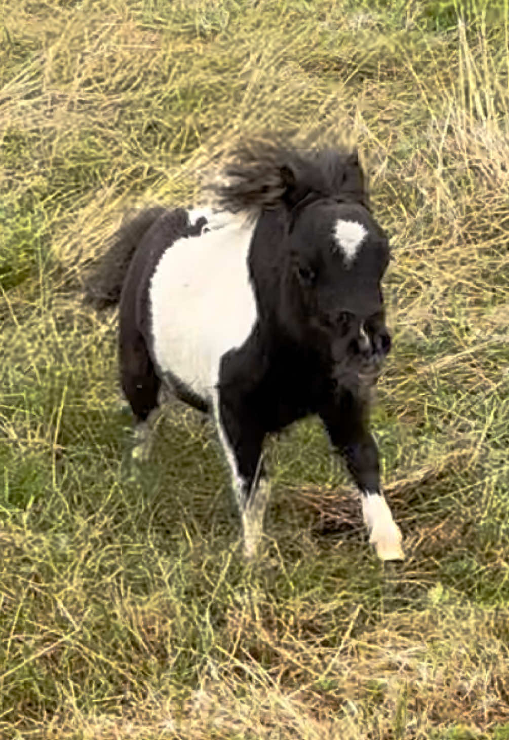 The most magnificent, majestic racing stallion around ~ Ozzy #OzzyTok #stallion #fyp #smallbutmighty #horses #therapy #tiny #horseracing #thoroughbred 