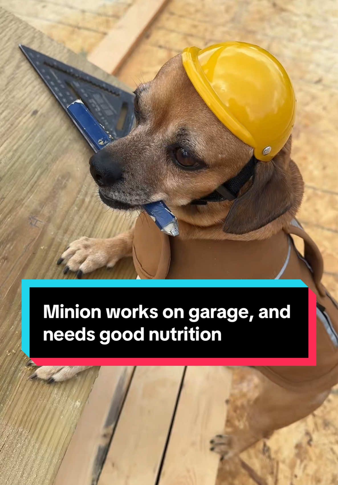 Minion works on garage, and needs good nutrition @Open Farm Pet #openfarmpartner #dogfood #theoneandonlyminion #farmdog #smalldog 