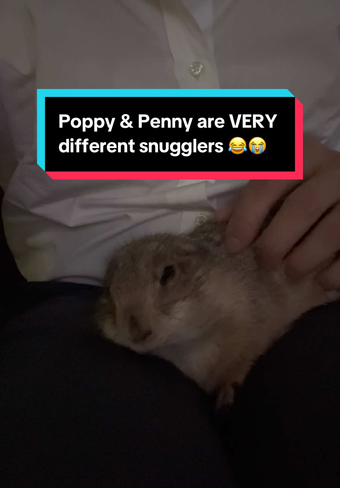 Poppy & Penelope are on opposite ends of the spectrum when it comes to snuggling 😂😭❤️ • • • #prairiedog #animals #pet #funny #petlover #animal #instanimals #cute #fyp #foryou #foryoupage #viral #fypシ #poppytheprairiedog #viraltiktok #tiktokanimals #rescue #rescuedogs #penelope #pomsky