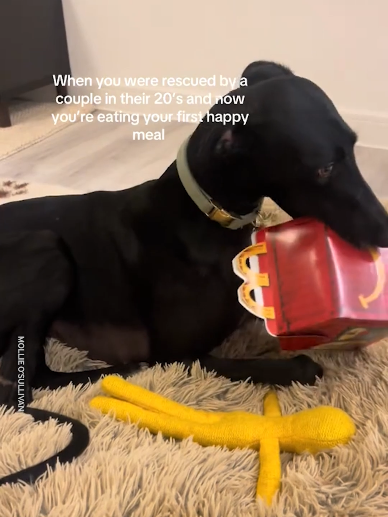 He Got His Own Happy Meal 🥰🍟 #rescuedog #greyhound #happymeal #mcdonalds #fastfoodlife #rescue #rescuegreyhound #hungry #pets #owner #snacks