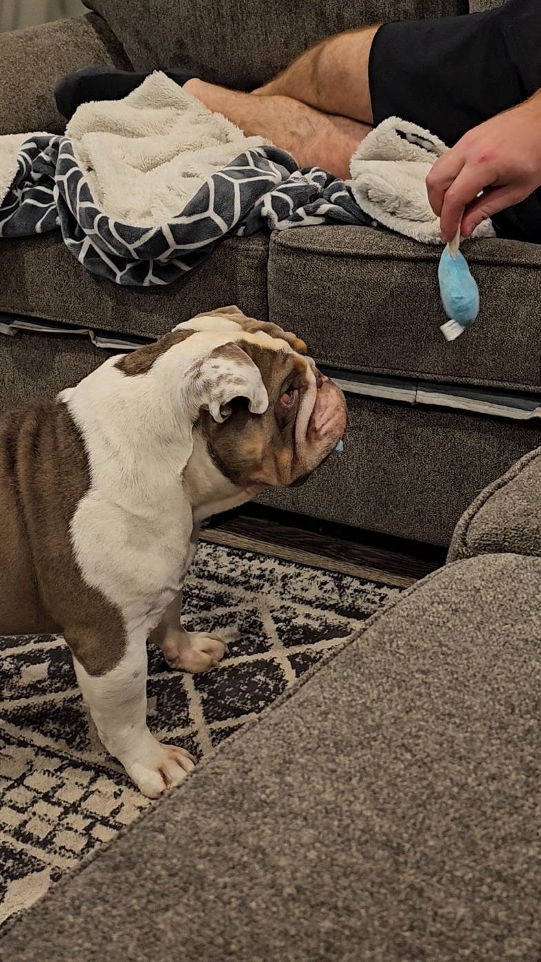 When you start with a full set of lungs but end with 1. 🤣 This Mummy toy filled with toys has been so fun for them. Toys on toys.  #dogtoy #thetoythatkeepsongiving #englishbulldog  #spotlightfinds #blackfridayearlydeals #blackfridaydeals #blackfriday #tiktokshopblackfriday  #tiktokshopcybermonday  #HolidayHauls  #spotlightfinds  #TTSTAKEOVER   #blackfridayearlydeals #blackfridaydeals #blackfriday 