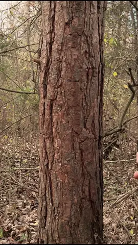 ASMR | Giving a Tree a Massage #asmr 