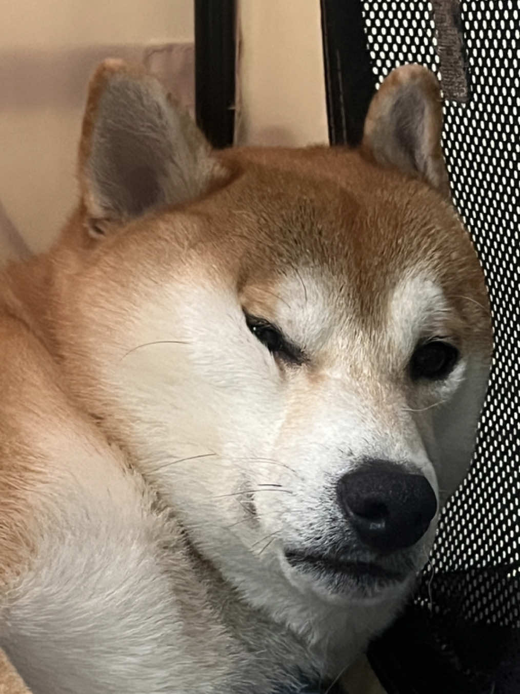 Has anyone seen a shiba squishier than Ducky?  #shiba #doge #squishy 