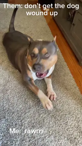 Rawrrr 🦖
