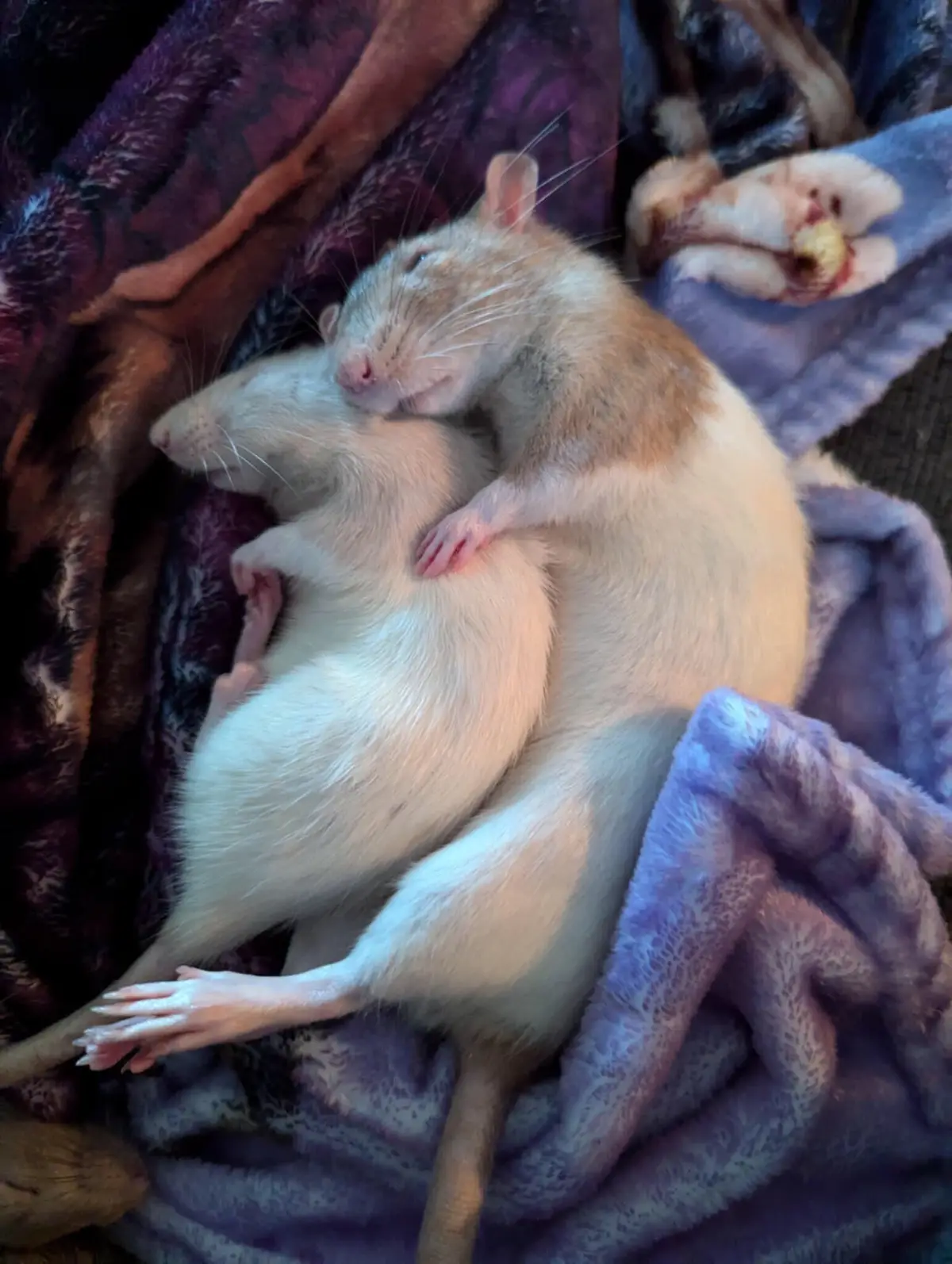 When I got home, I found that two little guys hugged each other and fell asleep#rat #rats #housepet #babymouse🐹 #mouse #petrat #nutria #Jerry #hamsterleash #cute #cutepet #fancyrat #fyp #ratsoftiktok