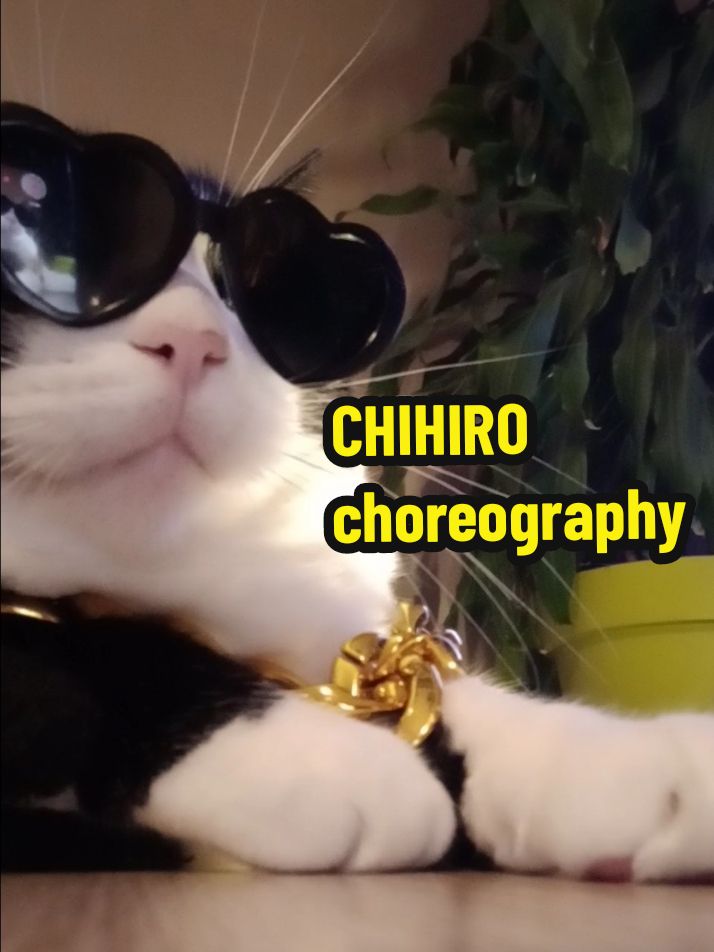 CHIHIRO cat choreography 🖤 #catoftiktok #ypfッ #pourtoii #tuxedocat #catdance #ninadancingqueen #viraltiktokvideo #choreography #chihiro #billieeilish 