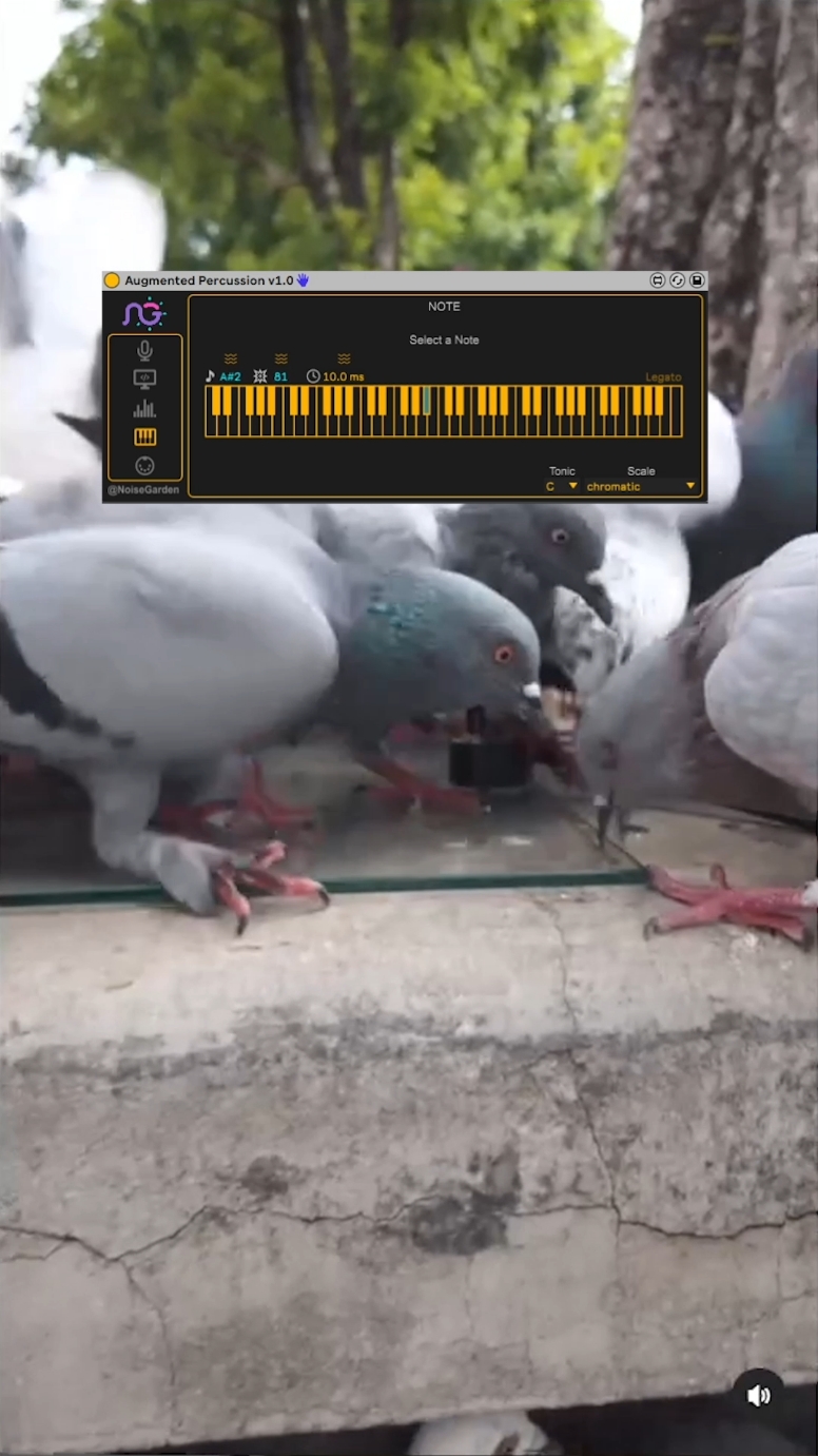 Más experimentos con Augmented Percussion 🐦‍⬛➡️💻➡️🎵 Augmented Percussion es un dispositivo de Max for Live que detecta transientes presentes en el audio y las convierte a triggers MIDI Consíguelo en noisegarden.gumroad.com a precio especial de lanzamiento! @Noise Garden  . . . #ableton #maxforlive #maxmsp #newmedia #newmediaart #artTechnology #myta #musicproduction #musicproducer #noisegarden #drummer #drums #drumtrigger #augmentedpercussion #synth #synthesizer #computermusic #electronicmusic #experimentalmusic #interactiveart #interactivemusic 