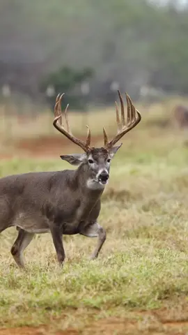 I don_t know how rare a typical this big is_ but I know I_ve never seen one bigger in over 40 years of hunting in places where there are a LOT of good deer. Have you seen a bigger one in person_ We found both sheds too.  What a giant._._._#lasraicesranch #huntingseason #whitetail #deer #deerhunting #deerseason #hunting #texashunting#hunttexas #southtexas #viralvideo #deerseas 