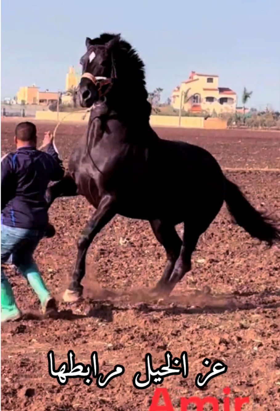 أين أنتم يا عشاق الجمال المغربي😍🐎 #الله_الله🐎❤️ #وما_شاءاللـــــــه 🐎 #الزين #الخيل  #ماشاءالله#خيرات_بلادي #لهلا_يبليك_ولهلا_يخَلّيك_بلا_بَليَة🤍 #الخيل_عشق #الله_الله🐎❤️ #وما_شاءاللـــــــه 🐎 #الزين #الخيل  #ماشاءالله#خيرات_بلادي 🐎😍 💣🔥🤴💣🤯 #التبوريدة #fyp #foryoupage #pourtoi #explore #capcut  @عز الخيل مرابطها {soufiane}  @عز الخيل مرابطها {soufiane}  @عز الخيل مرابطها {soufiane} 