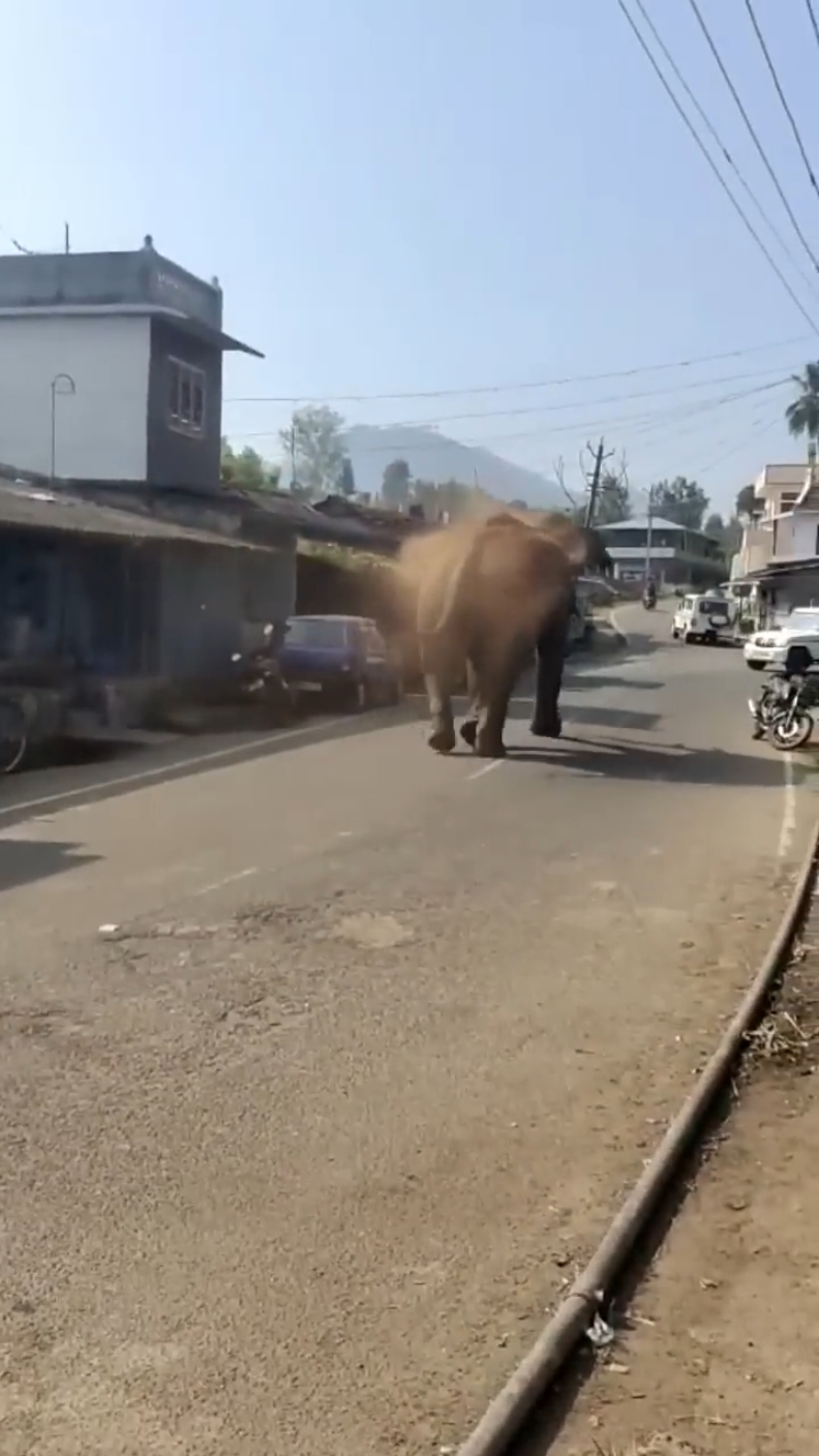 ##angry__elephant ##fypシ゚ ##trendingvideo ###foryoupage ##tiktok ##flypage #foryou 