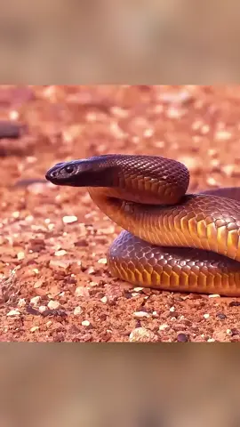 Inland Taipan | The Fiercest Snake on Earth Imagine encountering the world’s deadliest snake, right in the heart of Australia! The inland taipan, also known as the 'fierce snake,' has venom so powerful that a single bite could kill over 100 humans. Fortunately, it’s extremely shy and rarely spotted. But make no mistake – one bite from this snake delivers enough toxins to bring down entire herds. The inland taipan is a hidden terror in the wild Outback. Credits: ➡️@LivingZoology  / YT ➡️@NatGeoAnimals  / YT