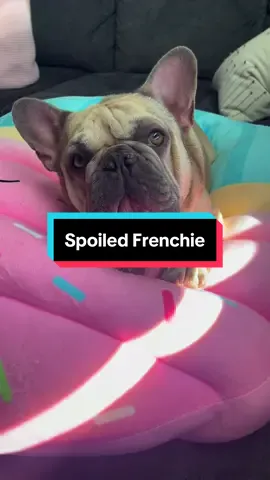 Oh so spoiled #frenchiesoftiktok #frenchiemom #frenchielife #frenchielove #frenchies #frenchbulldog 