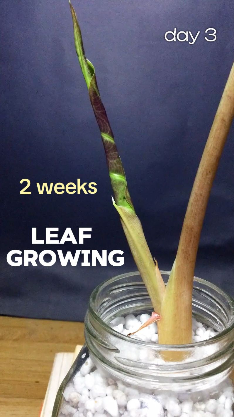 rare plant time lapse, 2 weeks in 12 sec #plants #nature #timelapse #plant #indoorplant #alocasia #houseplants