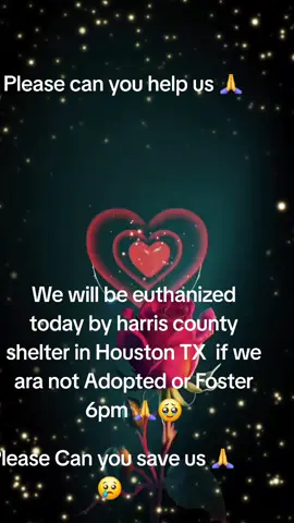 These 3 babies are urgent.         Please Apply @Rescue Dog Army @savinghoustonspets #rescue #foster #adopt #rescue Dog Army.                          out of state is possible 