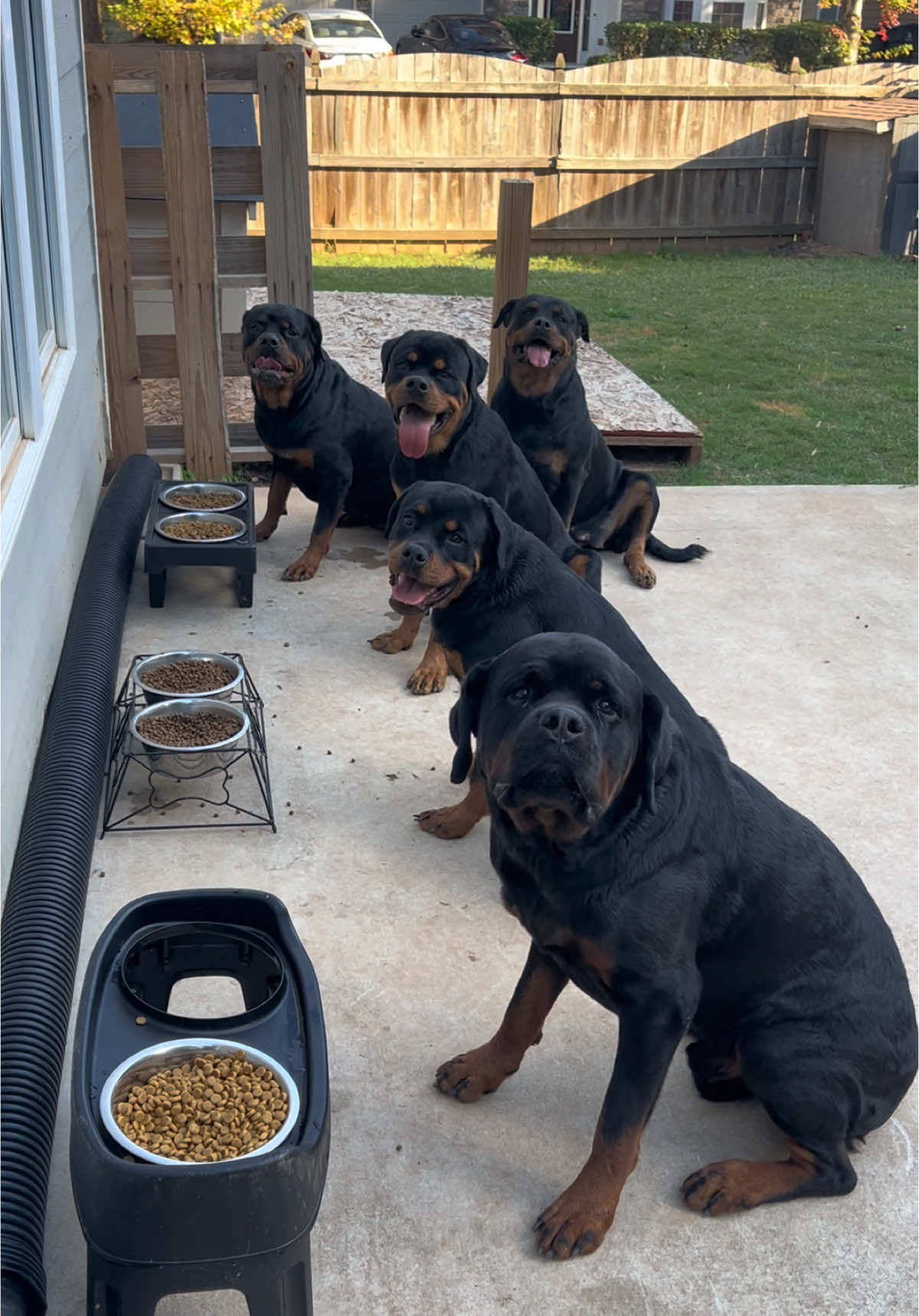 Obedience is just not an option for me… 🤷🏾‍♂️  #rottweiler #rottie #training #foodtiktok #rottiesoftiktok #rottweilers #onguard #rotties #rottierumble #dogs #bite #pets #rottweilerworld #mealtime #dog #dogfamily #rottweilersoftiktok #train #puppy #puppylife #yp #rottweilerpuppy #dogsoftiktok #rottweilerpuppies #bigdog #puppiesoftiktok #chow #doglife #pet #petlovers #sit #petlover #explore #fyp 