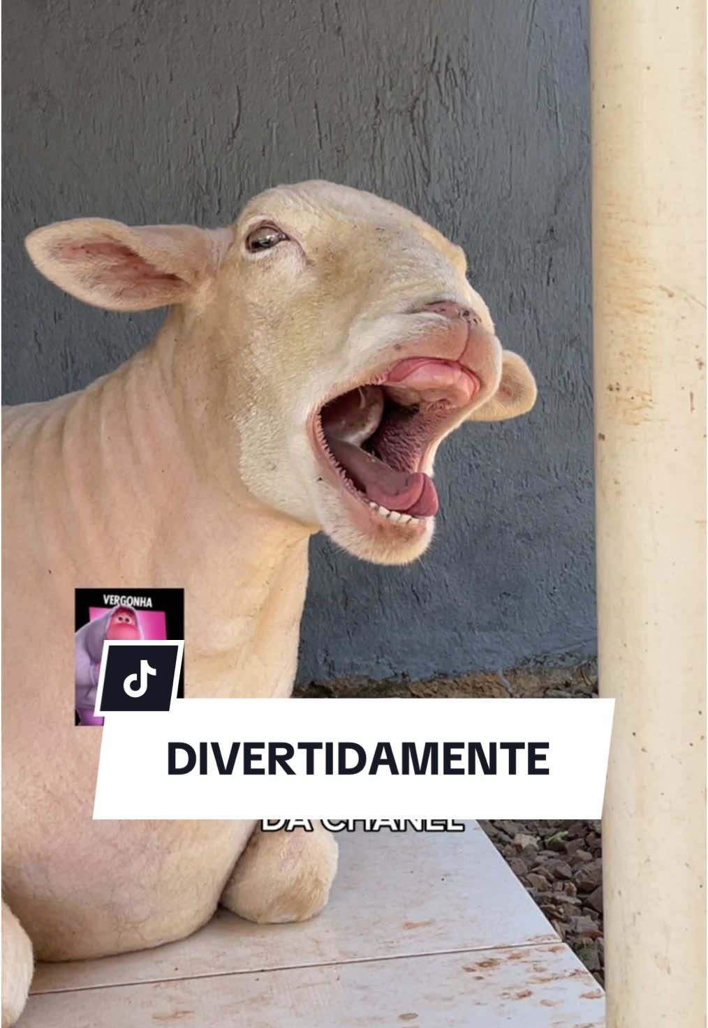 🥹❤️🐑 #ovelhachanel #divertidamente2 