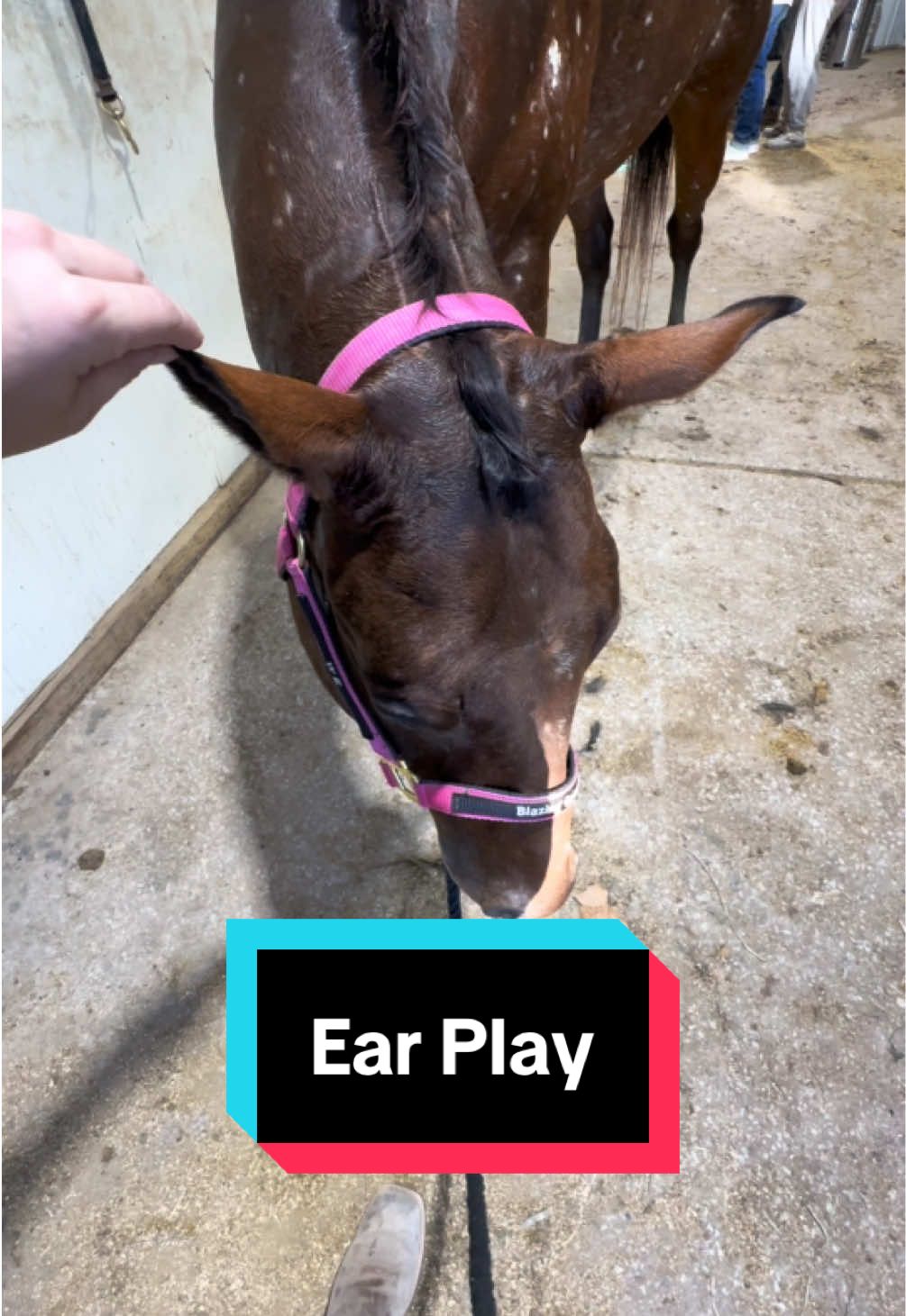 I will take every opportunity to play with her ears #meandmi #horse #horsesoftiktok #appaloosa 