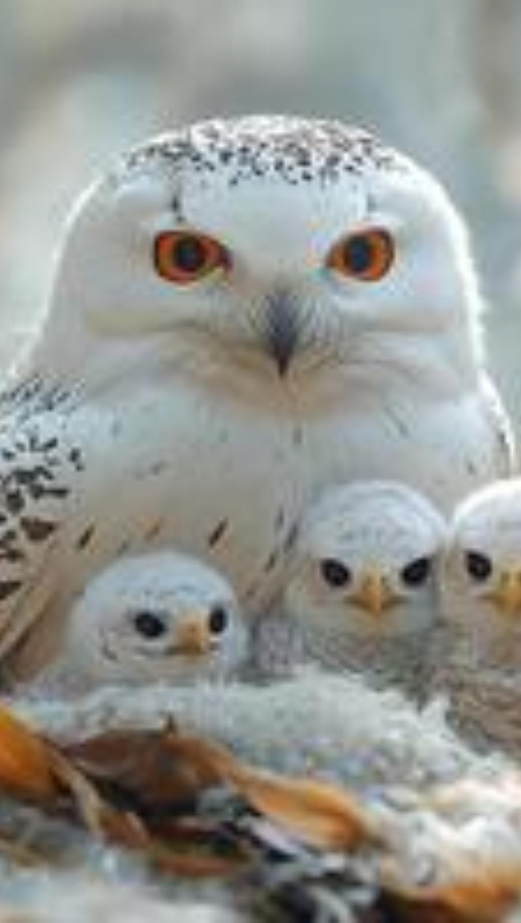 Mother Snow Owl Protects Little Bird in Snowstorm #Everything There Is Spirituality #Protect  #owl #🦉 #video #amazing #video_animals #hard #tiktok #very_cool #fyp #fyppppppppppppppppppppppp #4kvideo 