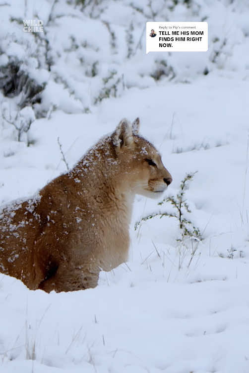 Replying to @Pip Finally, we can exhale 😮‍💨 After being separated from his mother, this young puma relies on instinct and perseverance to survive the unforgiving snow storms of Torres del Paine. 🎥: #WildChile