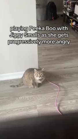 i was just peekin my head up & down from the couch 😭 #jiggysmalls #dwarfcat #jiggycat #fypシ #foryouu 