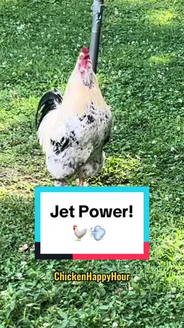 Frankies #fart advice #rooster #farts #joke #chicken #funnyanimals #chickensoftiktok #wordsofwisdom #advice #chickenhappyhour  