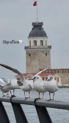 Istanbul...🤍 #tiktok #turkey #istanbul #fypシ゚ #viraltiktok #4upageシ 🇹🇷